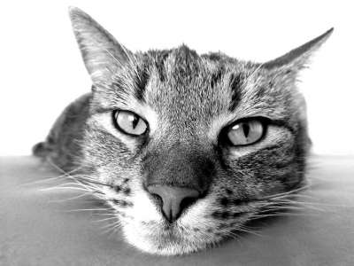 Исследователи опровергли миф о "независимости" кошек