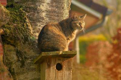 Кот идентификации: Минсельхоз просят ускорить учет домашних животных