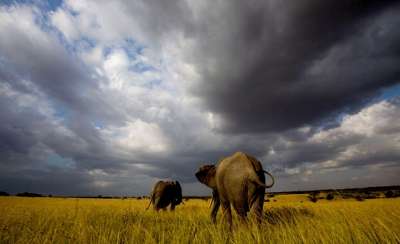 22 сентября - Всемирный день защиты слонов