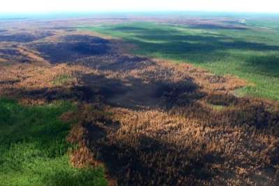 Экологи предложили способы борьбы с лесными пожарами