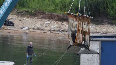 Учёные выпустили 14 белух из "китовой тюрьмы" в Охотское море