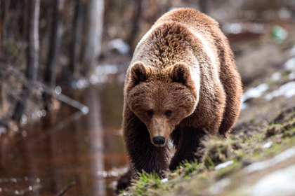 Российские полицейские спасли грибника от шедшего за ним 10 километров медведя