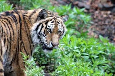 29 сентября - День тигра на Дальнем Востоке