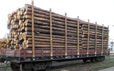 В Приморье запретят рубку ряда ценных пород древесины