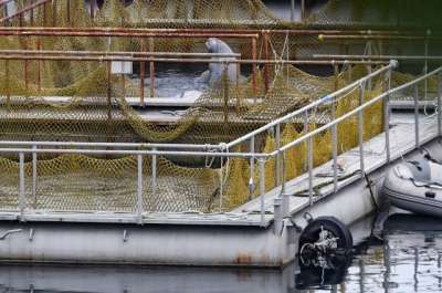 В субботу из "китовой тюрьмы" выпустят еще 14 белух