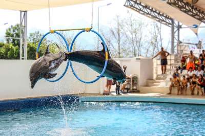 TripAdvisor объявил бойкот шоу с участием дельфинов и китов