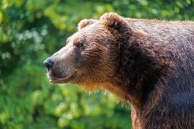 Многочисленные свалки стали причиной выходов медведей к людям на Камчатке