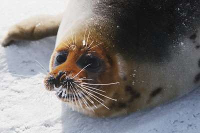 В водах Северного Каспия исчез тюлень и началось нашествие гребневика